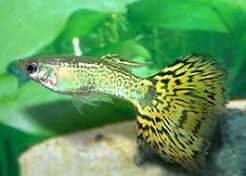 Guppy - Green Grass Tail