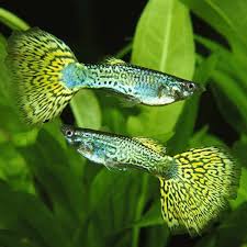 Guppy - Green Metalhead