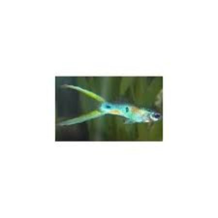 Guppy - Green Scissor Tail