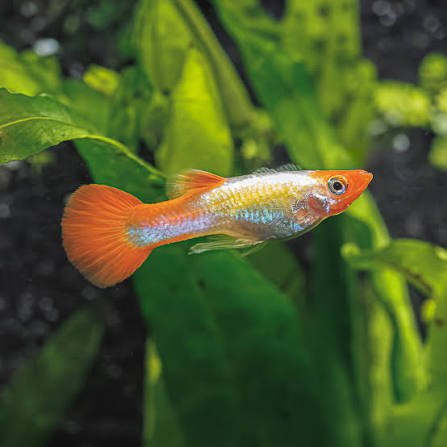 Guppy Kohaku Endler