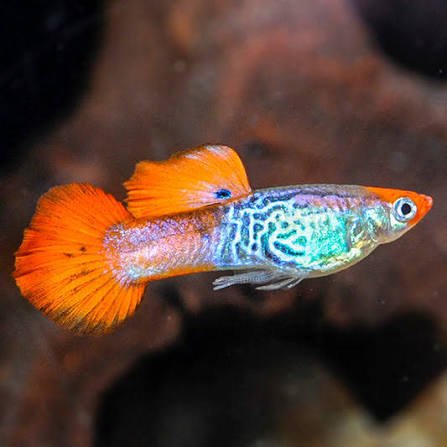 Guppy - Koi Cobra