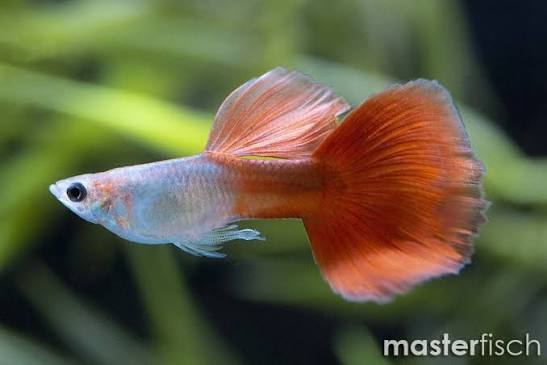 Guppy - Lazuri Red