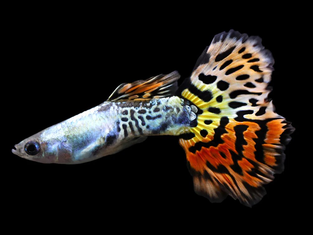 Guppy Leopard