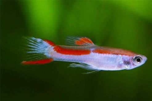 Guppy Lesar Endler