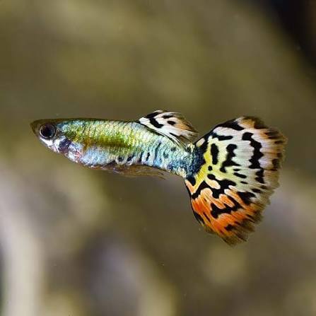 Guppy -luminux Leopard