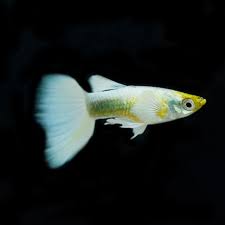 Guppy - Luminux White