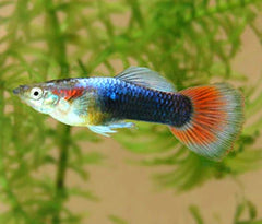 Guppy Neon Red