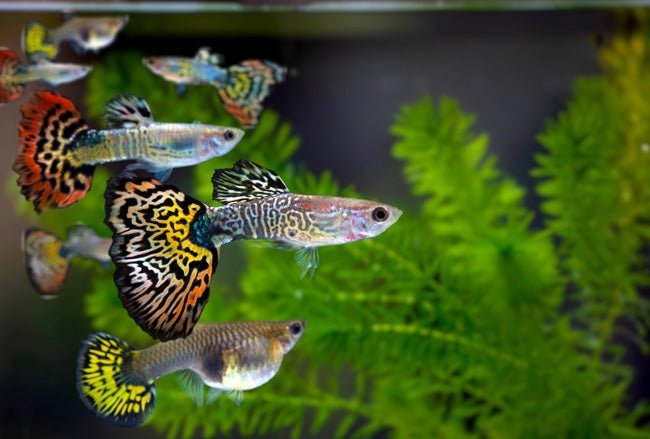 Guppy Males Assorted