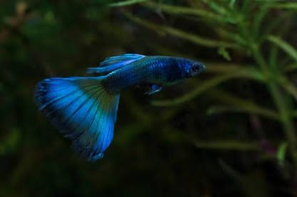 Guppy - Moscow Blue