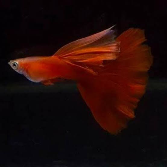 Guppy - Moscow Red