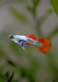 Guppy Neon Firetail