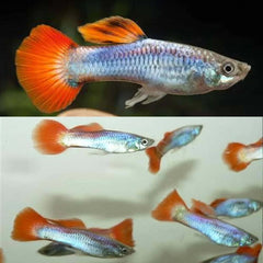 Guppy Neon Firetail