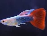 Guppy Neon Red