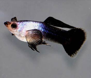Guppy - Panda