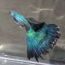 Guppy Peacock Green