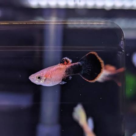 Guppy Pink