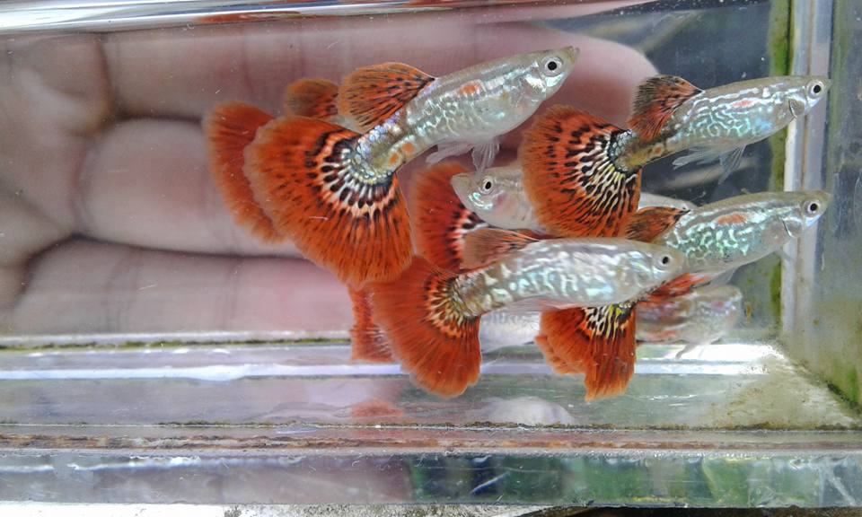 Guppy Female Cobra Red