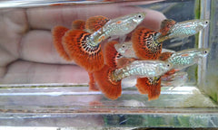 Guppy Female Cobra Red
