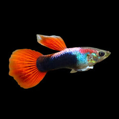 Guppy Neon Red