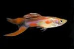 Guppy - Red Scissor Tail