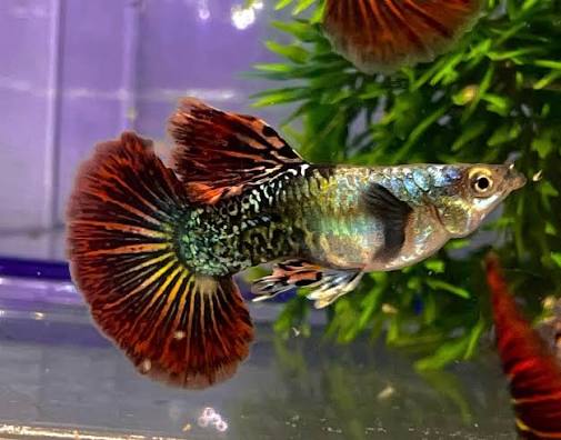 Guppy - Red Tiger Dragon