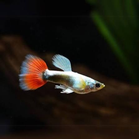 Guppy - Santa Claus