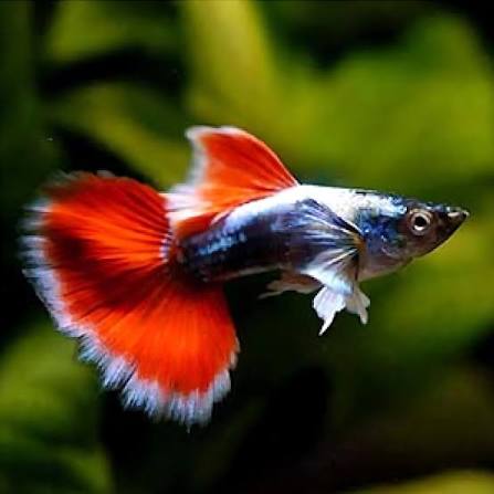 Guppy - Santa Claus Red Eye