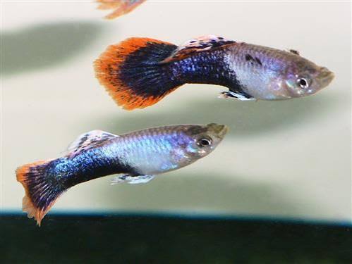 Guppy Shakthi-batik