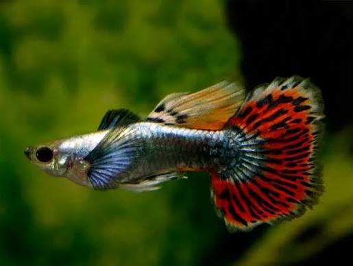 Guppy - Silver Body Elephant Ear Half Moon