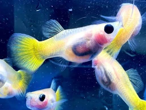 Guppy - Silver Door Golden - Dwarf
