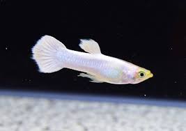 Guppy - Snow White