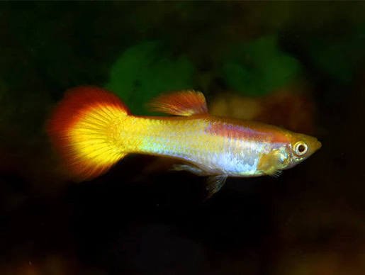 Guppy Sunset Blonde