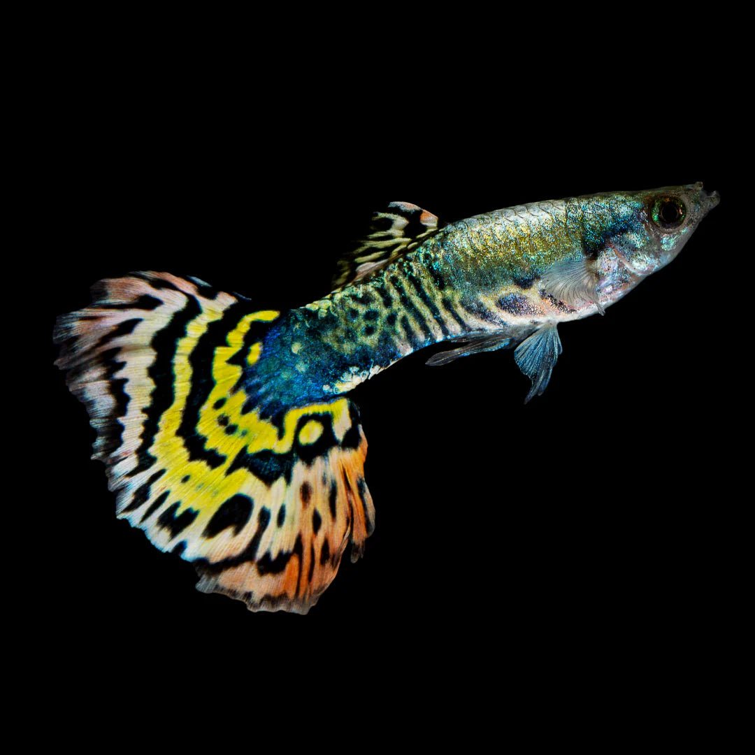 Guppy - Tiger