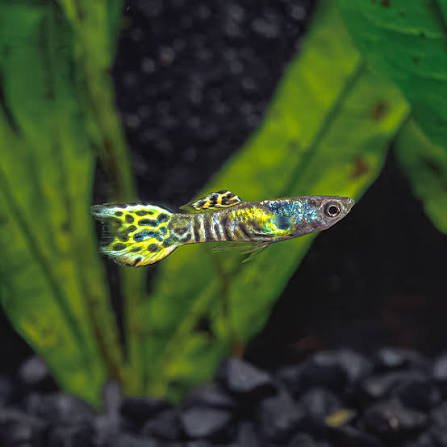 Guppy Tiger Endler