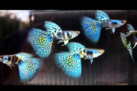 Guppy - Tri Color Cobra