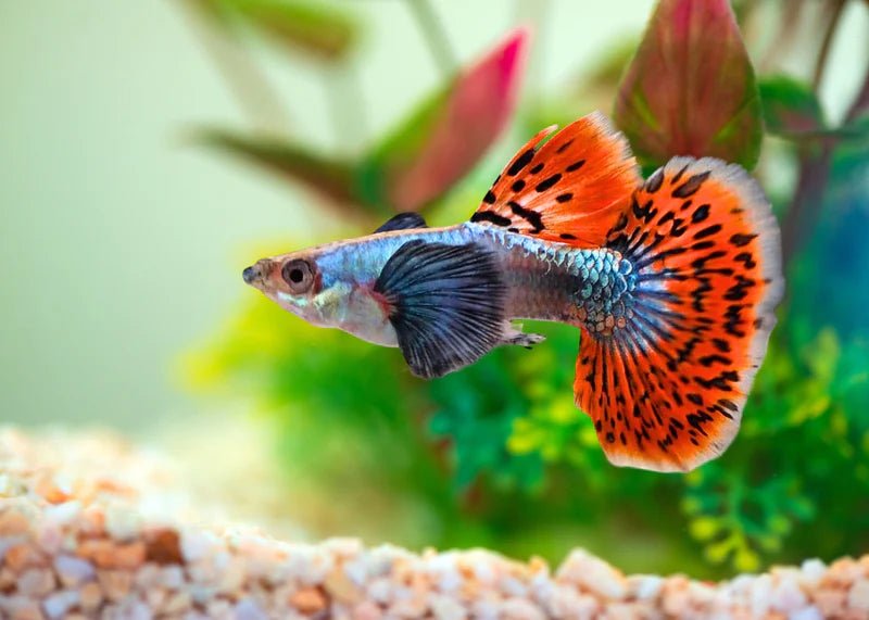 Guppy - Tri Color Elephant Ear Half Moon