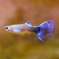 Guppy Trio Starter Pack