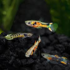 Guppy Trio Starter Pack
