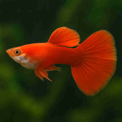 Guppy - Verigated Red