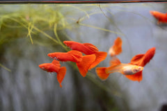 Guppy - Verigated Red
