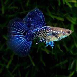 Guppy - Violet Blue