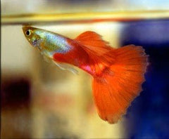 Guppy - Violet Red