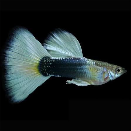 Guppy - White Tuxedo