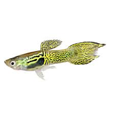 Guppy Yellow Cobra Endler