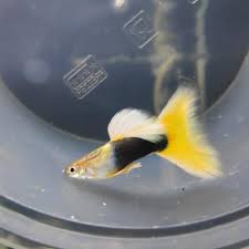 Guppy Yellow Tuxedo