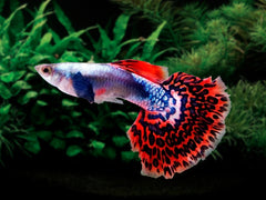 Red Varigated Dumbo Guppy Male