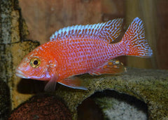 Strawberry Peacock Cichlid