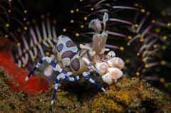Harlequin Shrimp