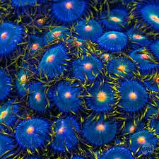 Hairy Gorilla Nipple Zoanthid Polyp - Frag