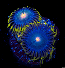 Hairy Gorilla Nipple Zoanthid Polyp - Frag